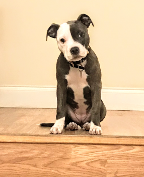 Misty, Staffordshire Bull Terrier