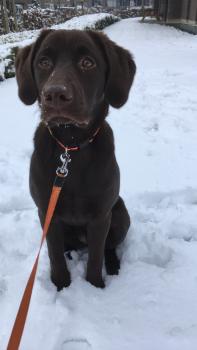 Ohana, Labrador Retriever
