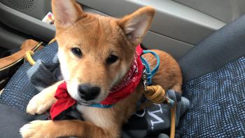 Oko, Shiba Inu Japonés