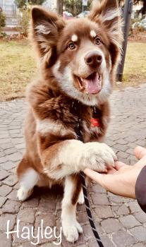 Hayley, Malamute De Alaska