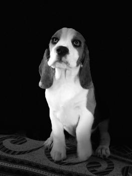 Shade, Beagle