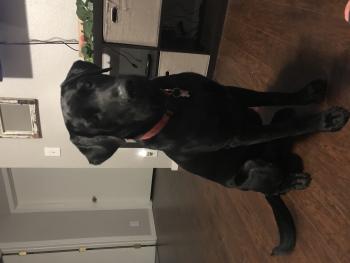 Mack, Labrador Retriever
