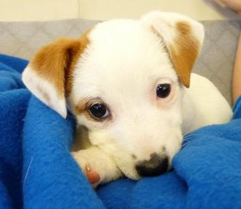 Shibi, Jack Russell