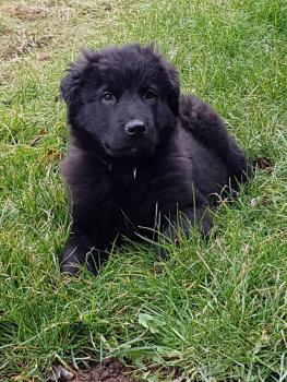 Willow, Australian Shepherd