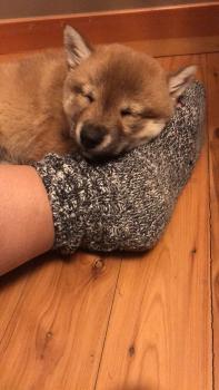 Sage, Shiba Inu Japonés
