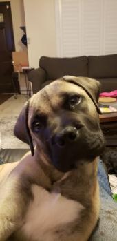 Rocky, Bullmastiff