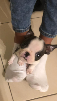 Ona, Boston Terrier