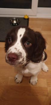 Thor, Springer Spaniel Inglese