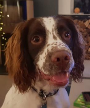 Loki, Springer spaniel inglés