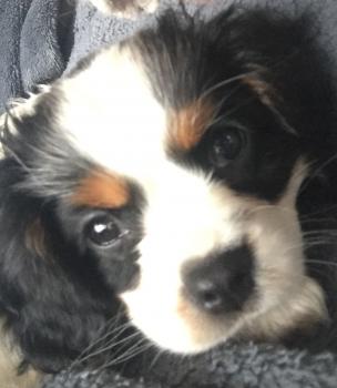 Oups, Cavalier King Charles Spaniel