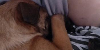 Dyna, Pastor Belga Malinois