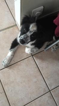 Ouzo, Border Collie