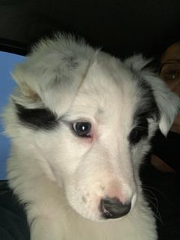Orphée, Border Collie