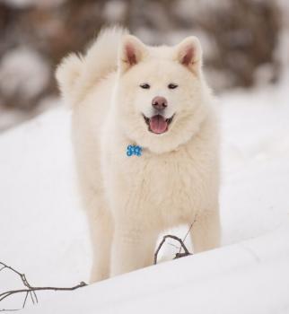 Robi, Akita Japonés