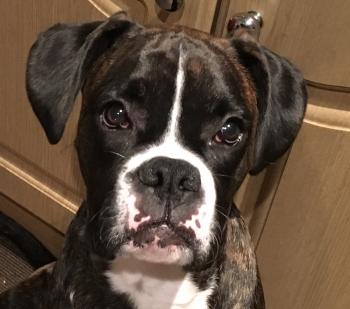 Ziggy, Boxer