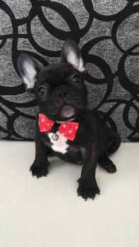 Saint Rocco, Bulldog Francés