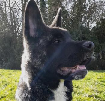 Logan, Akita Japonés