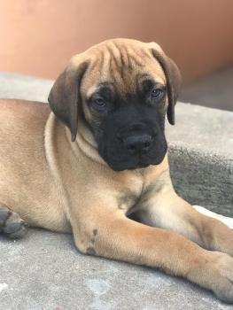 Bahu, Bullmastiff