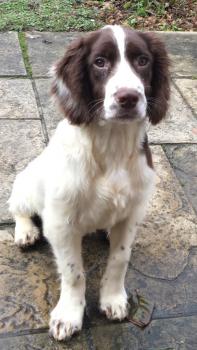 Archie, Springer spaniel inglés