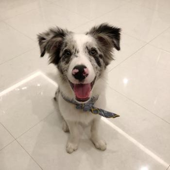 Blu, Border Collie