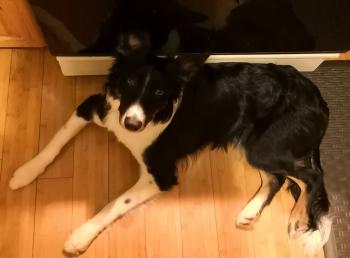 Sebby, Border Collie