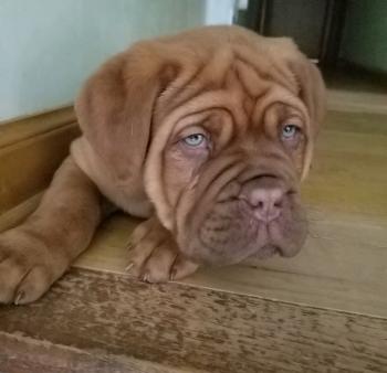 Zoey, Dogue de Bordeaux