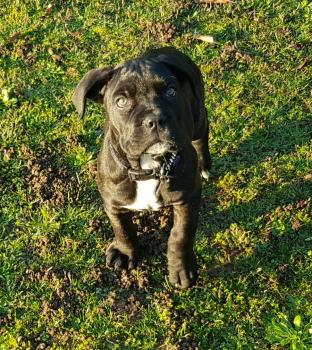 Oxy, Cane Corso