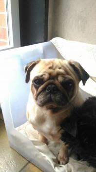 Maki, Carlino