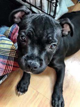 Dream Lightning Kill Bill Black, Staffordshire Bull Terrier