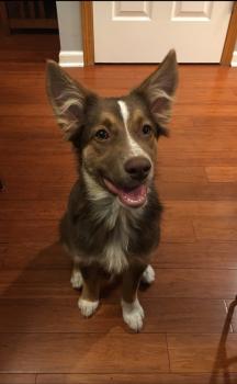 Daxter, Pastor Australiano
