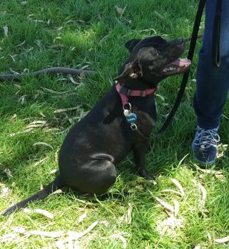 Rubie, Staffordshire Bull Terrier