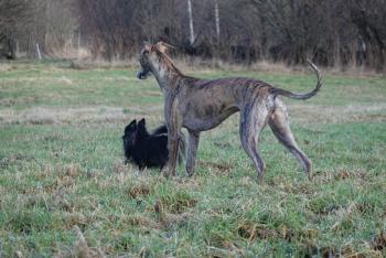 Echo, Whippet