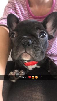 Obama, Buldogue Francês
