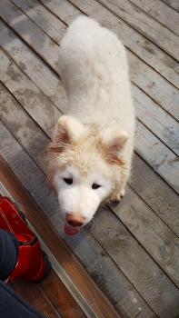 Moko, Akita Japonés