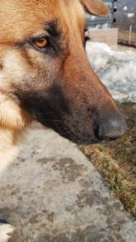 Kuma, Perro Pastor Alemán