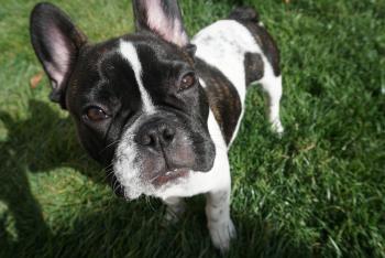 Gizmo, Bulldog Francés