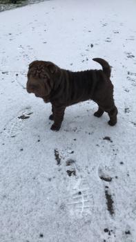 Bear, Shar-Pei