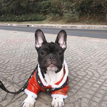Hei Hei, Bulldog Francés