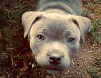 Shadie, Staffordshire Bull Terrier