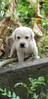 Pheagle, Labrador Retriever