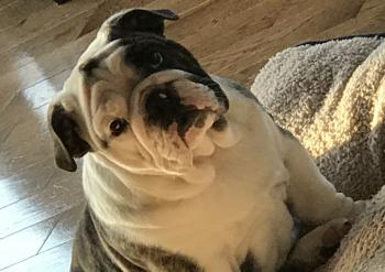 Benthley, Englische Bulldogge