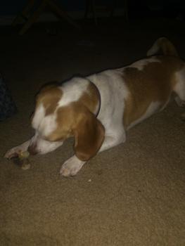 Ella Mae Tate, Beagle