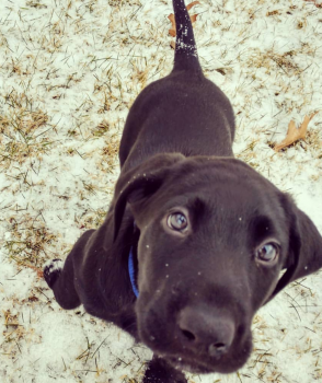Mack, Labrador Retriever