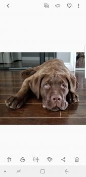 Thor, Cane Corso
