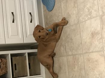 Nova, Labrador Retriever