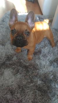 Edgar, Bulldog Francés