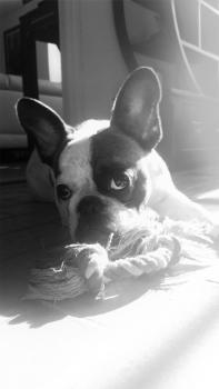 Orah, Bulldog Francés