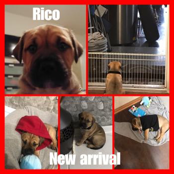 Rico, English Mastiff