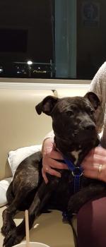 Louis, Staffordshire Bull Terrier