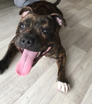 Ojoyce, Staffordshire Bull Terrier